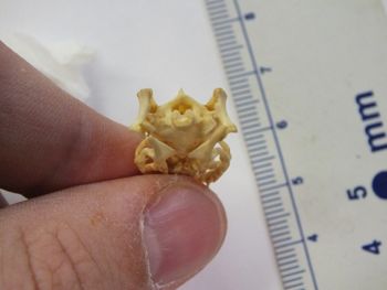 Media type: image;   Herpetology R-6675